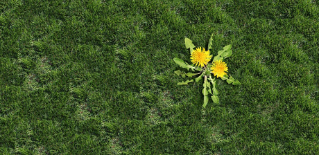 Weed Control