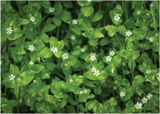 Chickweed