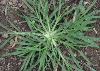 Goosegrass