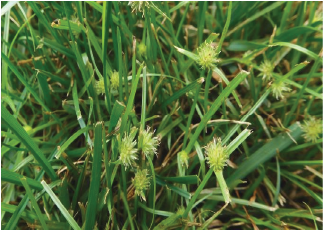 Green Kylinga