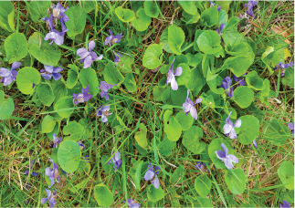 Ground Ivy