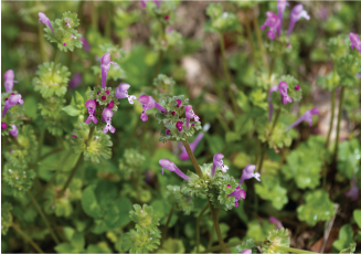 Henbit