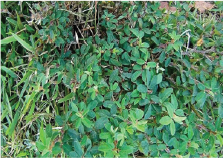Lespedeza