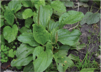 Plantain