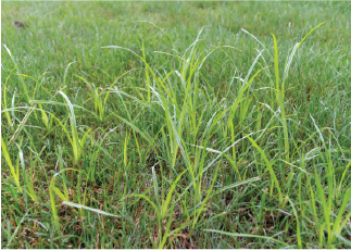 Purple Nutsedge