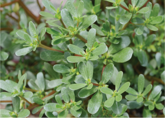 Purslane