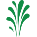 Sedge