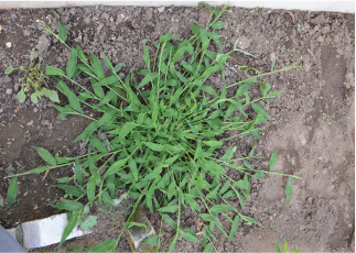Signalgrass