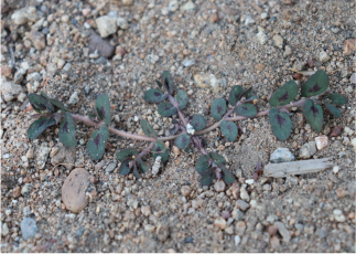 Spurge