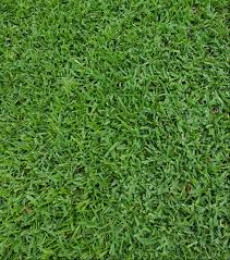 St. Augustinegrass image 2