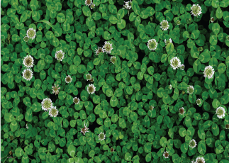 White Clover