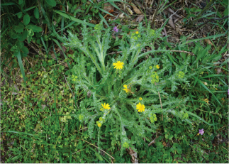 Yarrow