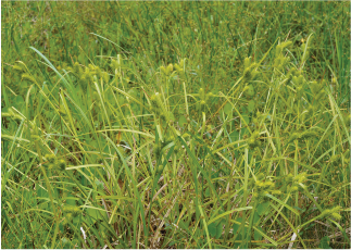 Yellow Nutsedge