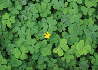 Yellow Woodsorrel