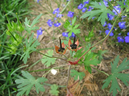 Carolina Geranium