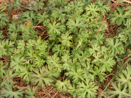 Carolina Geranium