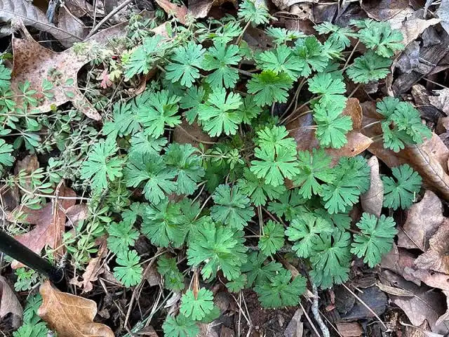 Carolina Geranium