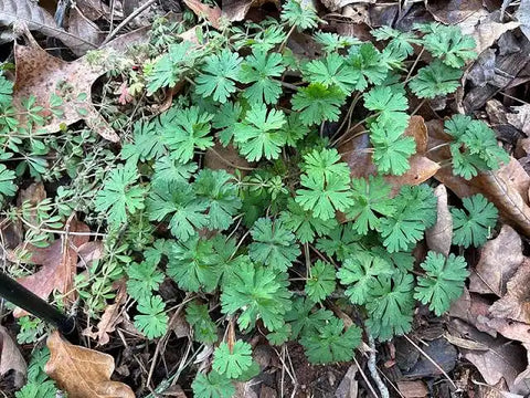 Carolina Geranium