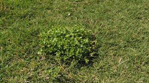 Chickweed