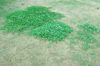 White Clover