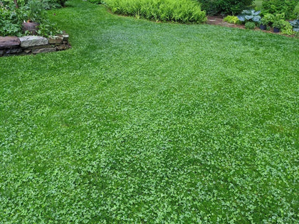 White Clover