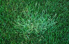 Crabgrass