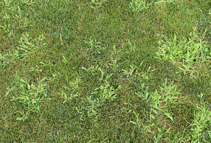 Crabgrass