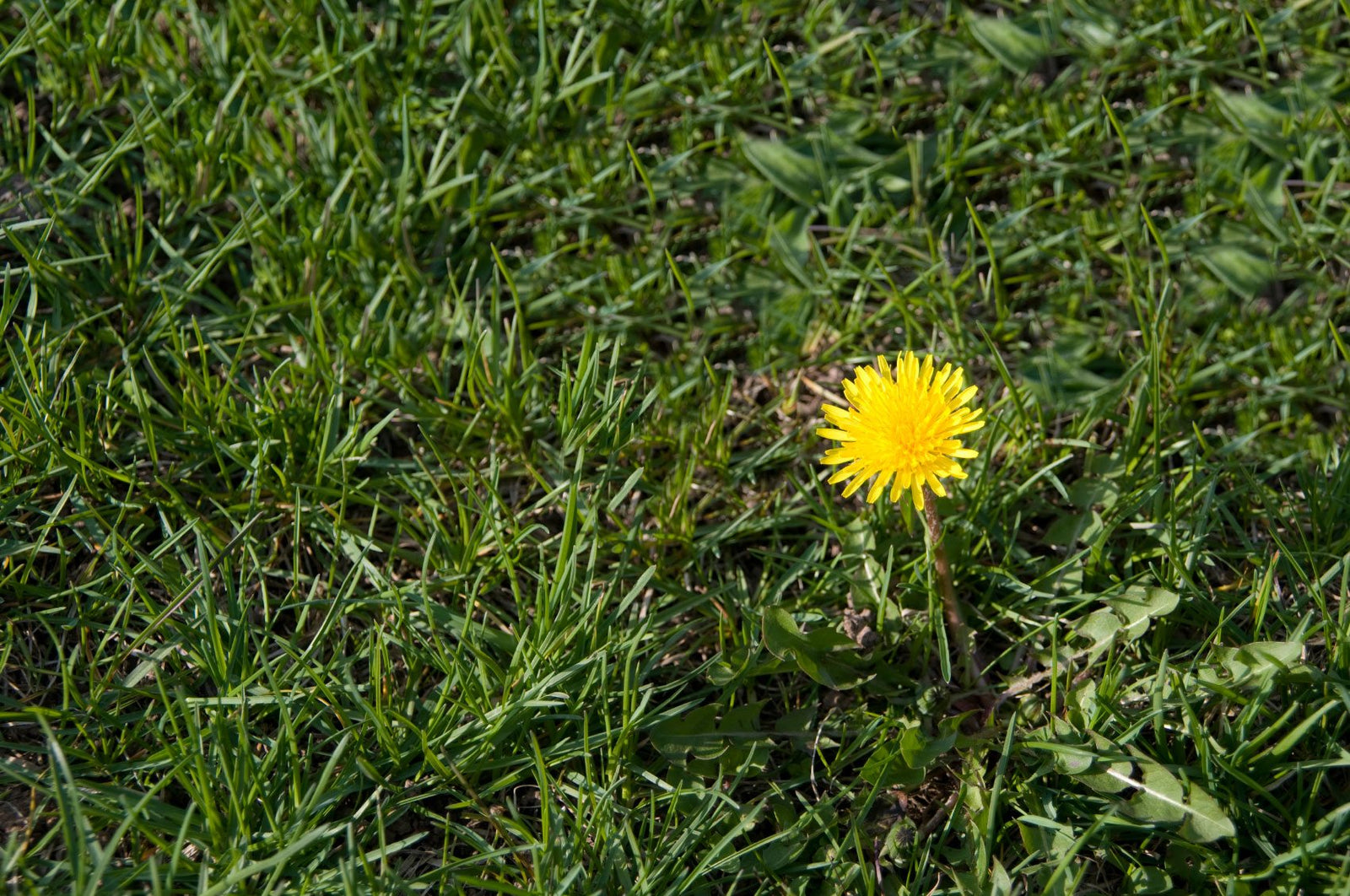 Dandelion