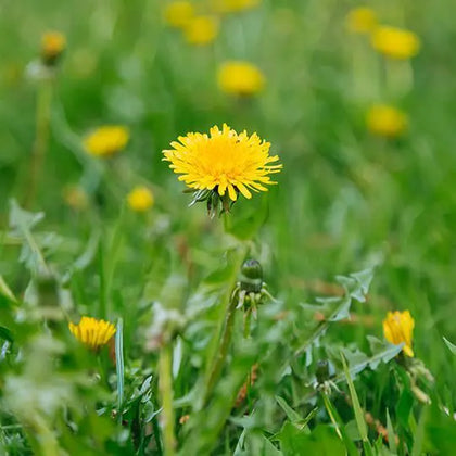 Dandelion