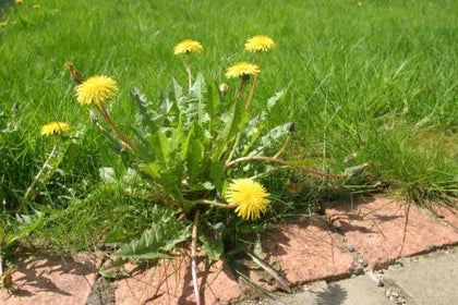 Dandelion