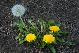 Dandelion