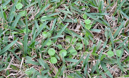 Dollarwood