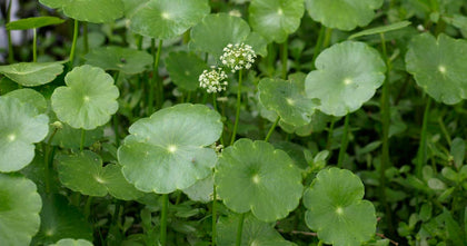 Dollarwood