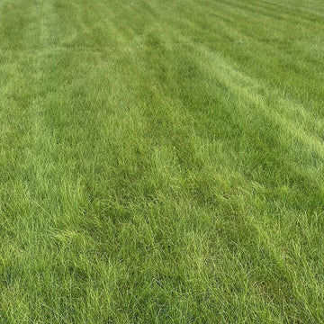 Fine Fescue