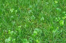 Ground Ivy
