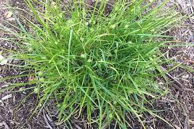 Green Kylinga