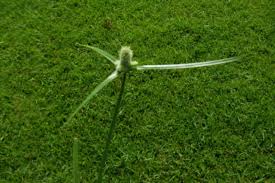 Green Kylinga