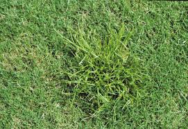 Green Kylinga