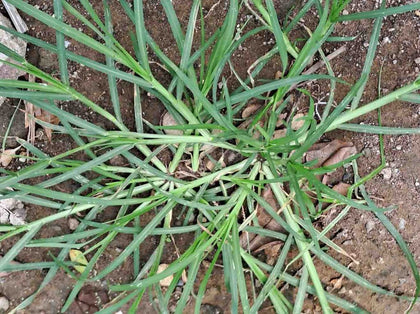 Goosegrass