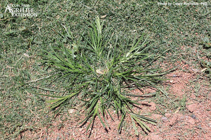 Goosegrass