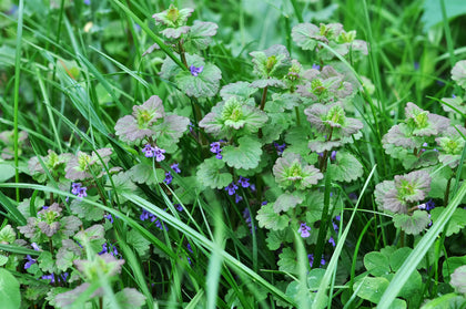 Henbit