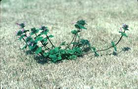Henbit