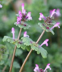 Henbit