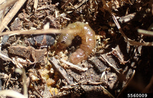 Sod Webworms – AgChimp LLC