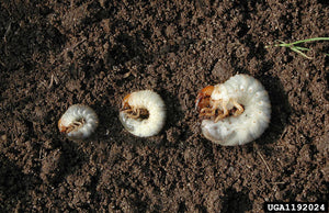 White Grub – AgChimp LLC