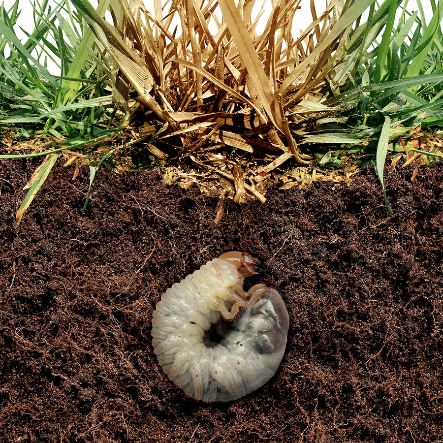 White Grub – AgChimp LLC