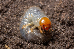 White Grub – AgChimp LLC