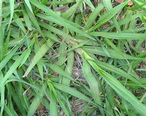 Bahiagrass image 1