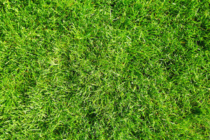 Bahiagrass image 3