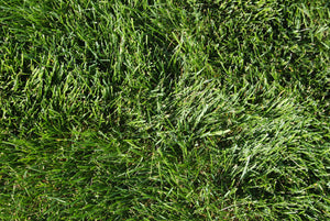 Kentucky Bluegrass image 1